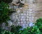 Lechinta 4