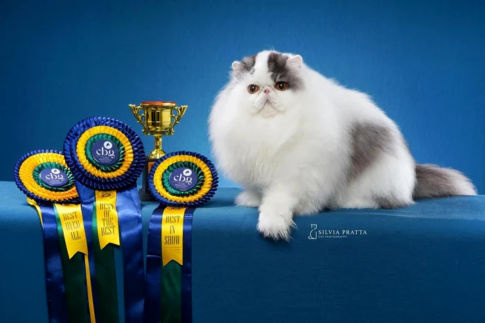 VANLUI ALBUS DUMBLEDORE jpg