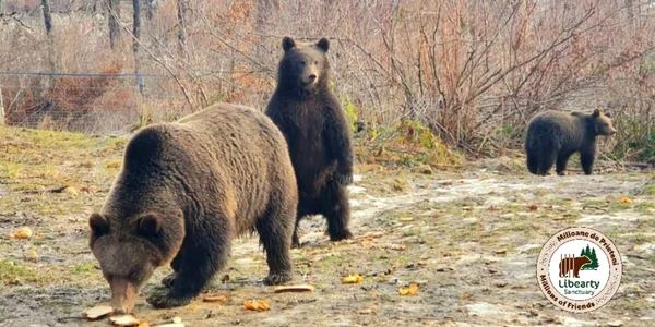 Urşii de la Zărneşti nu şi-au văzut umbra