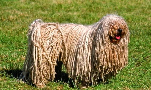 1 47597 original jpg jpeg