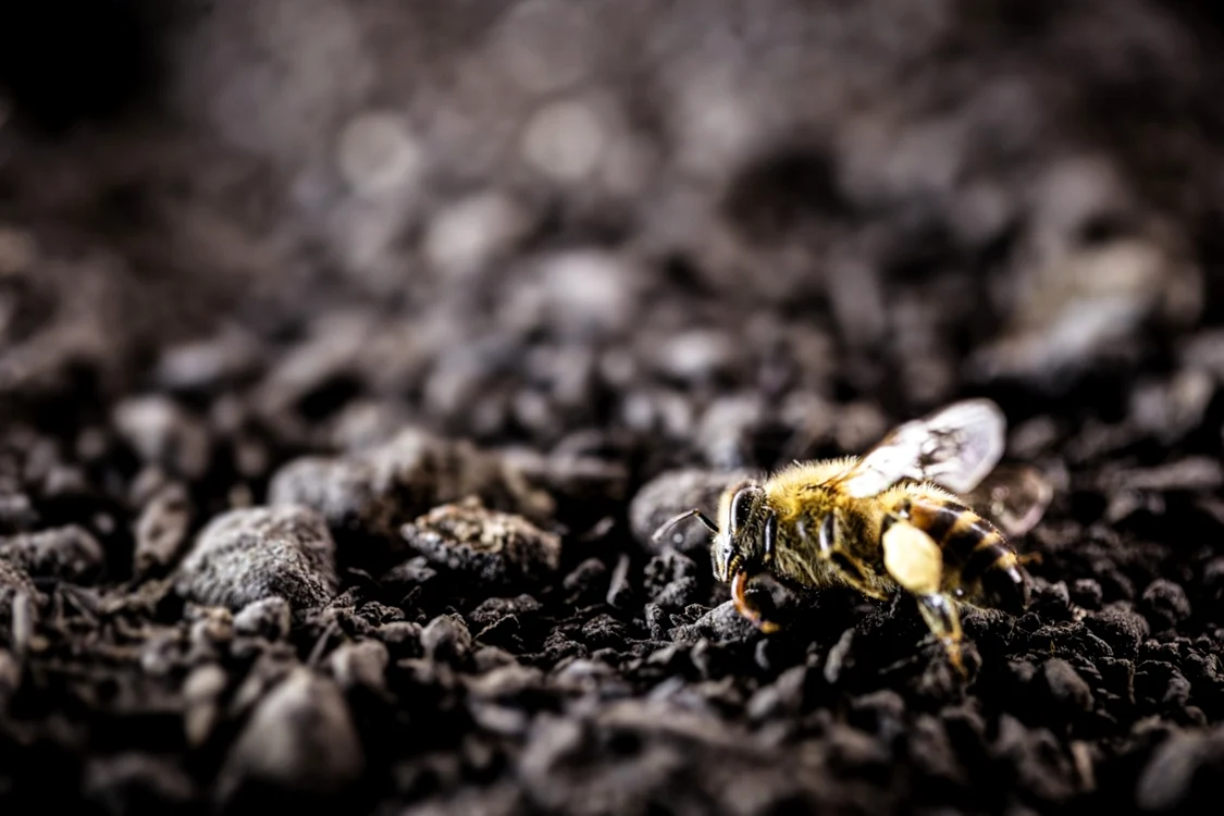 Extincţie în masă FOTO SHUTTERSTOCK