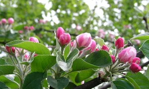 sarbatoarea de armindeni jpeg