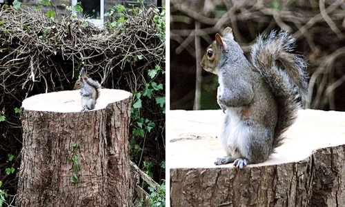 Oamenii au tăiat copacul în care această veveriţă avea adăpostul  Aceasta este reacţia ei când se întoarce acasă  jpeg