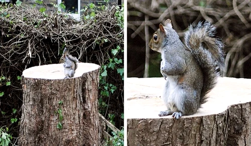 Oamenii au tăiat copacul în care această veveriţă avea adăpostul  Aceasta este reacţia ei când se întoarce acasă  jpeg