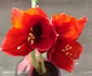 Crin în glastră imortalizat cu Xiaomi Redmi Note 14Pro 5G Foto Daciana Stoica pentru Adevărul