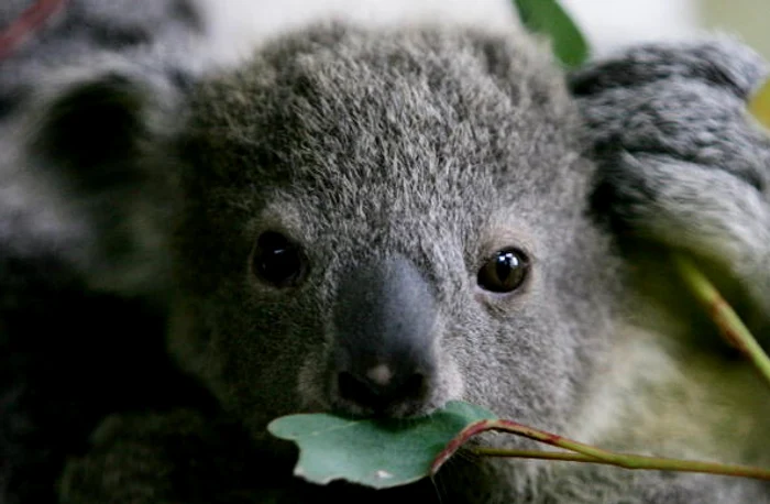 
    Nu te-ai aștepta ca aceste animale să facă astfel de suneteFoto Getty  