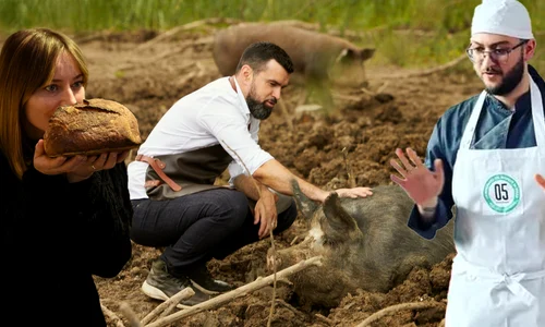 banner porc jpg