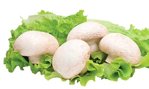 ciuperci shutterstock 74853748 jpeg