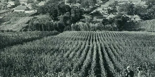 Rădăseni