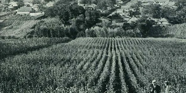 Rădăseni