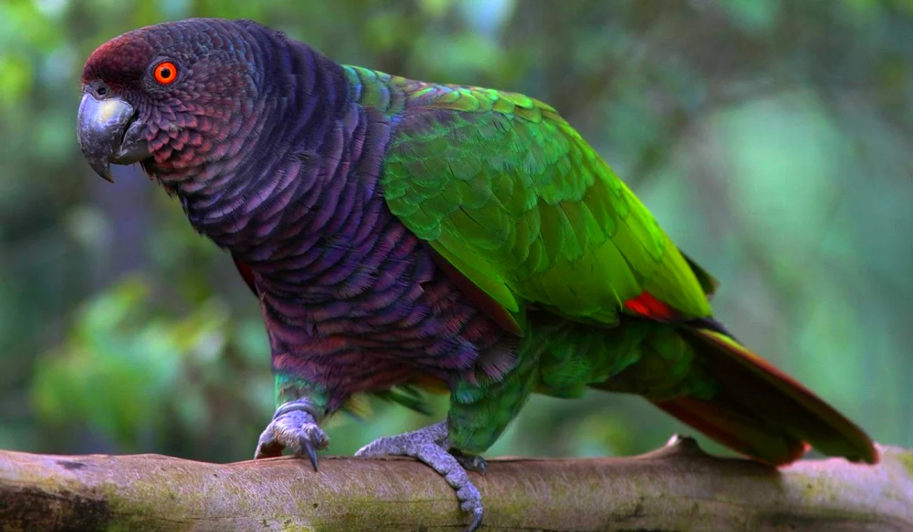 Acest papagal este originar din Dominica