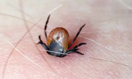 1 shutterstock 1131615065 jpg jpeg