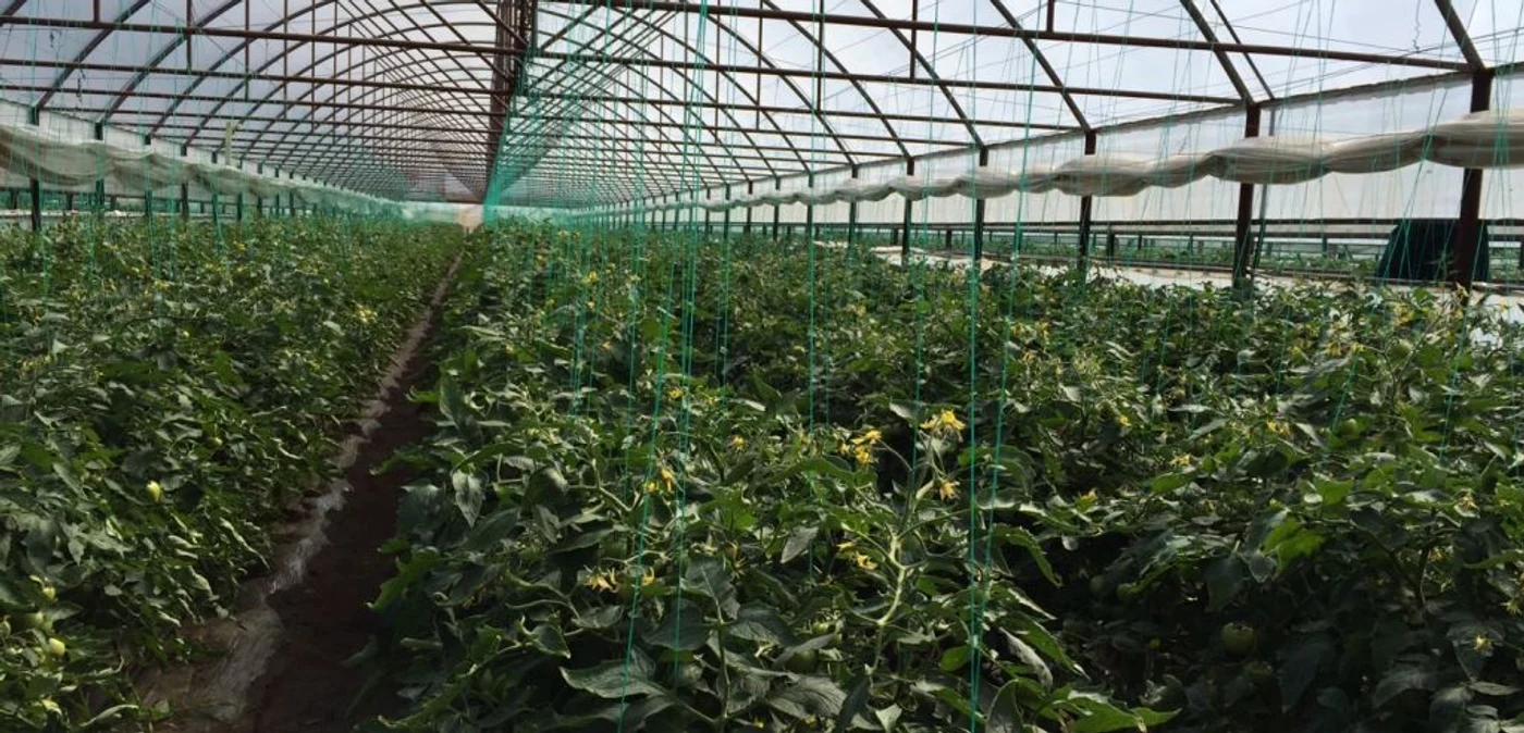 Fermierii care produc legume în spații protejate așteaptă să acceseze programe europene FOTO: arhiva