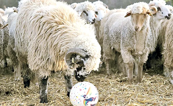 “Dudu Georgescu”, un berbecuţ impetuosFoto: ARCA