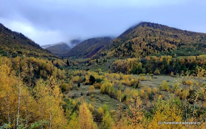 Păduri din Retezat. Foto: Daniel Guţă. ADEVĂRUL.