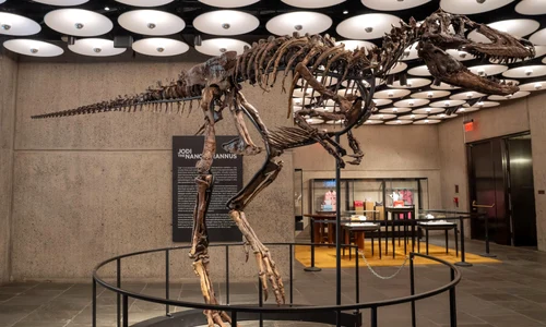 dinozaur nanotyrannus profimedia jpg