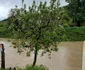 inundatii bacau