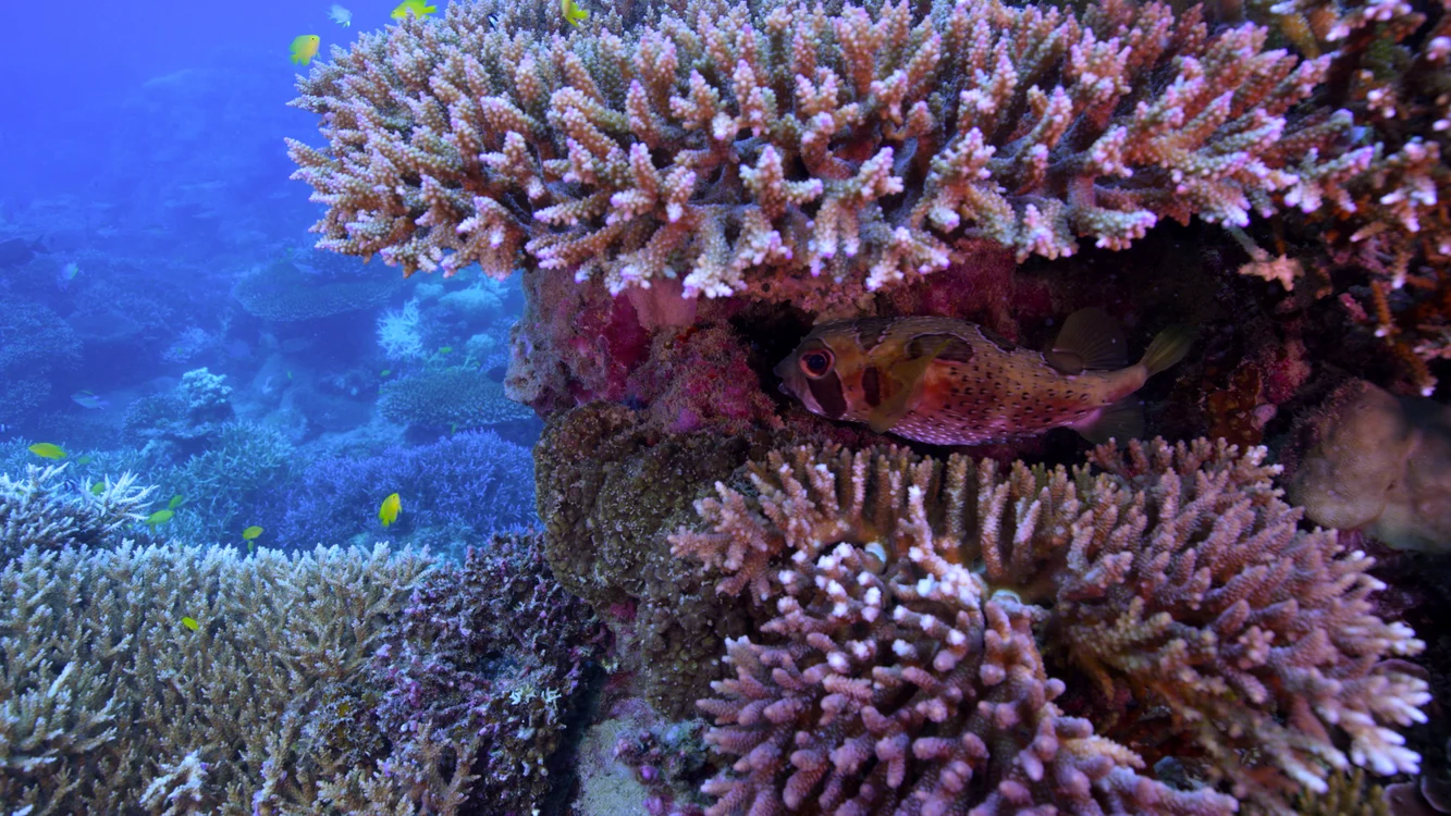 Chasing Coral