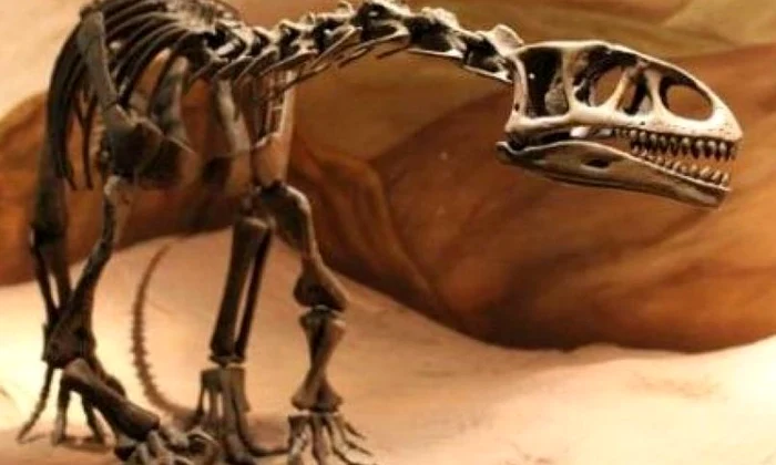 O nouă specie de dinozaur a fost descoperită în Argentina jpeg