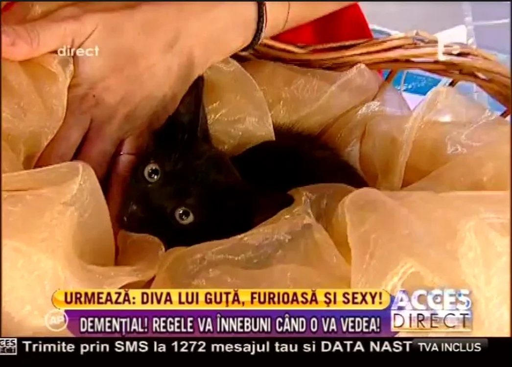 Pisica stătea cuminte în coşuleţ