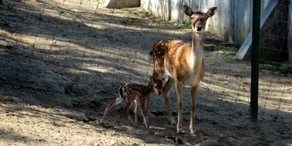 Puiul de cerb lopătar poate fi admirat la Grădina Zoo 