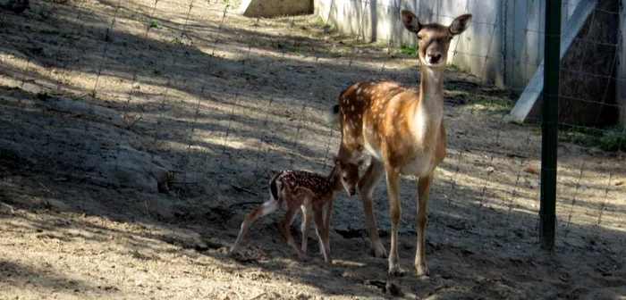 Puiul de cerb lopătar poate fi admirat la Grădina Zoo
