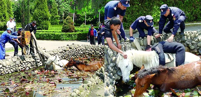 Pompierii,  încercând  să-l prindă  pe armăsarul  Cezar