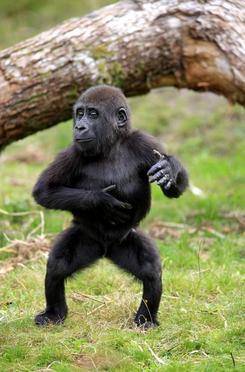 
    Gerhard a impresionat vizitatorii grădinii zoologice Apenheul din Olanda (Foto: Rex Features)  