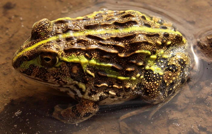 Broasca-bou africană FOTO wikipedia