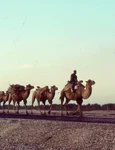 Caravană de cămile din Asia Centrală (© Wikimedia Commons)