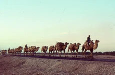 Caravană de cămile din Asia Centrală (© Wikimedia Commons)