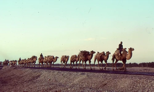 Caravană de cămile din Asia Centrală (© Wikimedia Commons)