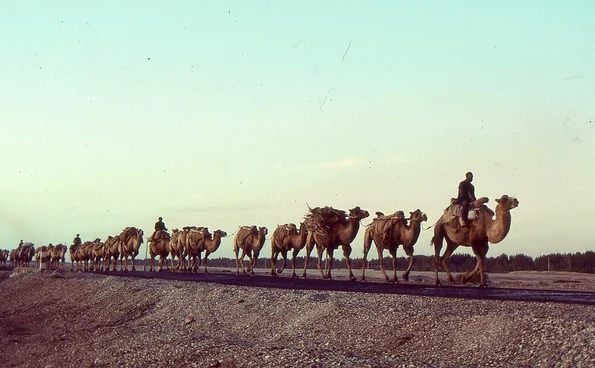 Caravană de cămile din Asia Centrală (© Wikimedia Commons)