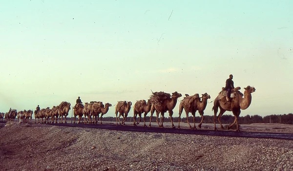 Caravană de cămile din Asia Centrală (© Wikimedia Commons)
