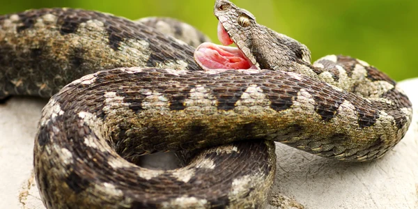 Vipera cu corn shutterstock 704237281 jpg