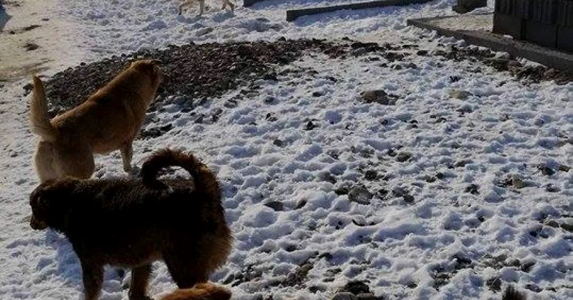 Câinii fără stăpân din adăpostul Primăriei Bacău au acoperiş de 400 de mii de lei FOTO Facebook