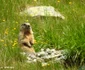 Marmote in Retezat Foto Parcul Național Retezat (2) jpg