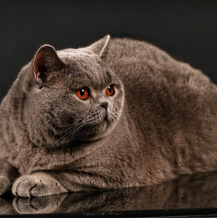 Foto: Facebook / Felisa Bucovina Britishshorthair Cats