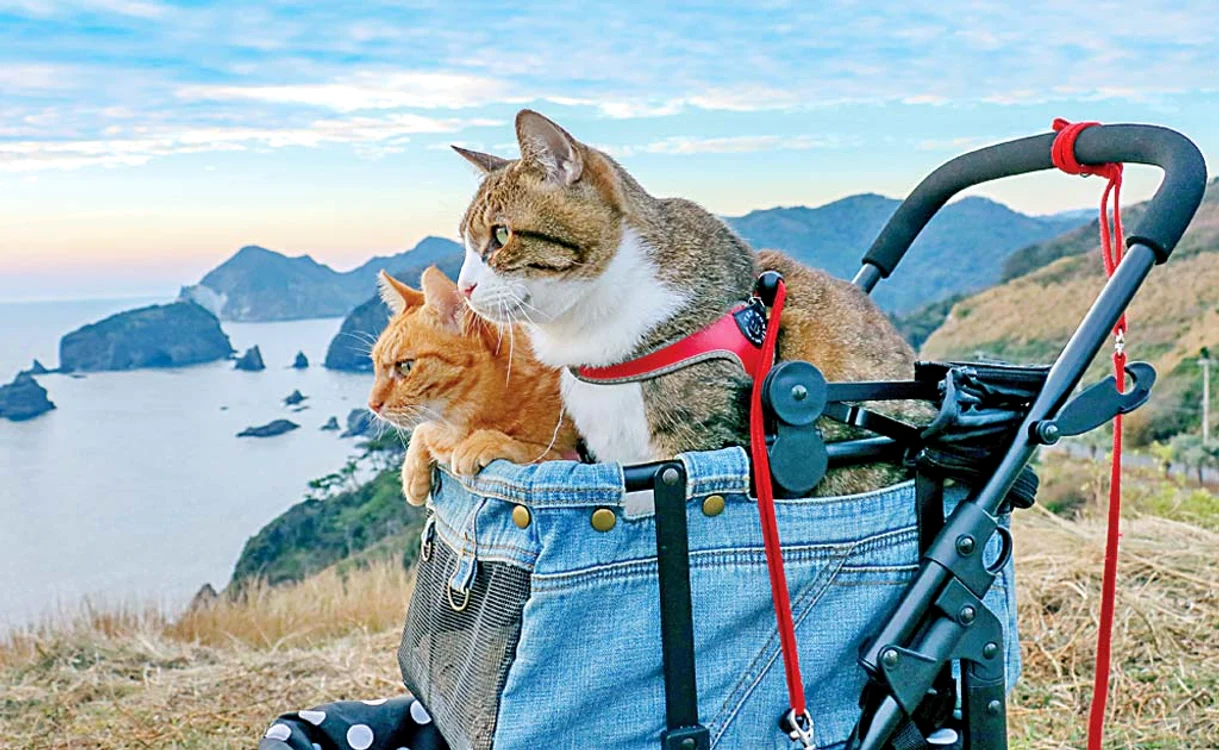 Daikichi şi Fuku-chan au şi căruciorul lorFoto: photoland/caters