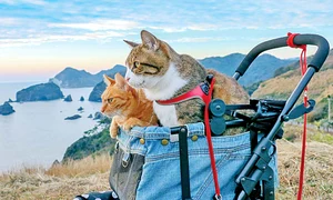 24 peglob foto7 85 70 caters the travelling cats 003 jpeg