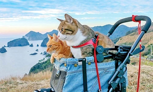 24 peglob foto7 85 70 caters the travelling cats 003 jpeg