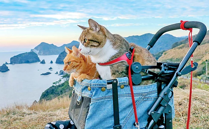 
    Daikichi şi Fuku-chan au şi căruciorul lorFoto: photoland/caters  