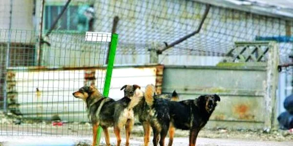Câinele a lăsat-o pe femeie fără o parte din gamba dreaptă