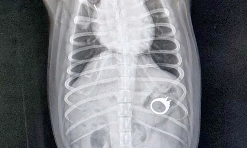 Inelul a fost descoperit în stomacul câinelui la radiografie jpeg