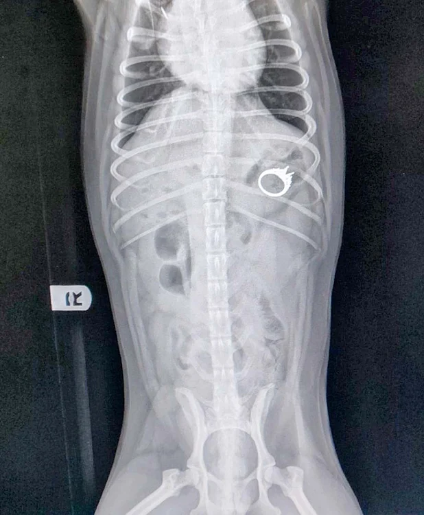 Inelul a fost descoperit în stomacul câinelui la radiografie