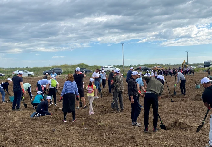 Oameni de toate vârstele au contribuit la plantarea a 10.000 salcâmi FOTO: arhiva D. Pană