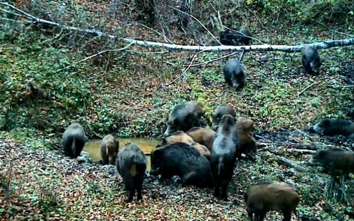 Porci mistreți în pădure FOTO: Arhivă 