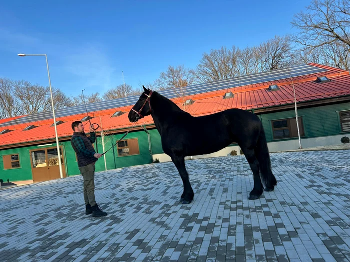 Roma este un exemplar din rasa Percheron American - Foto: Facebook