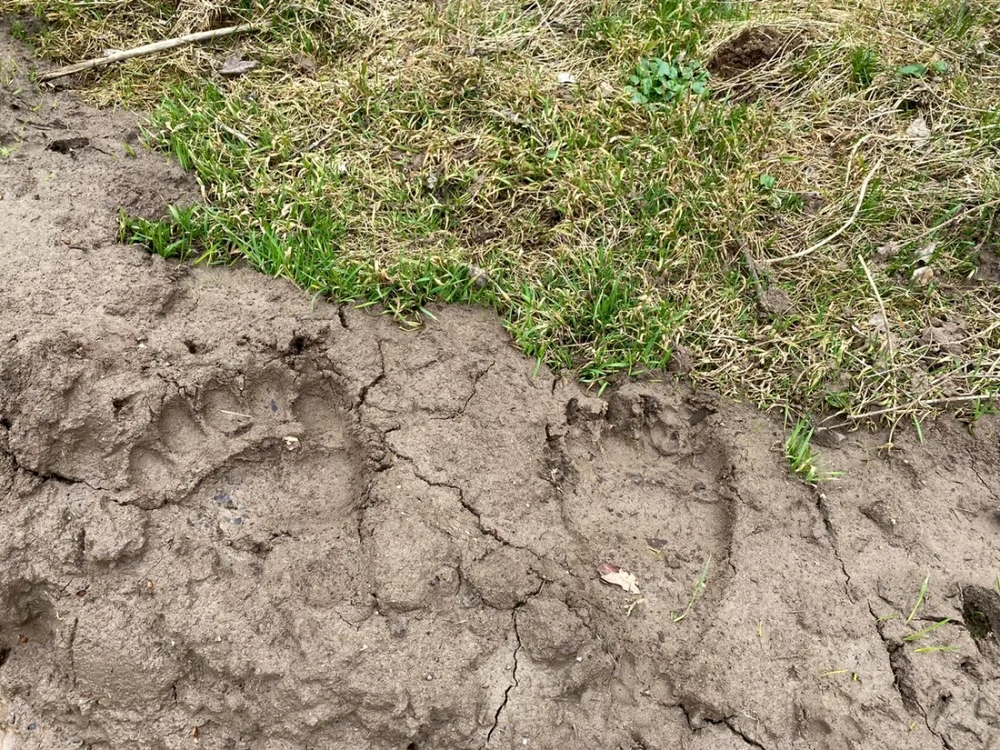 Urmele au fost identificate de un vânător. Foto arhivă Adevărul