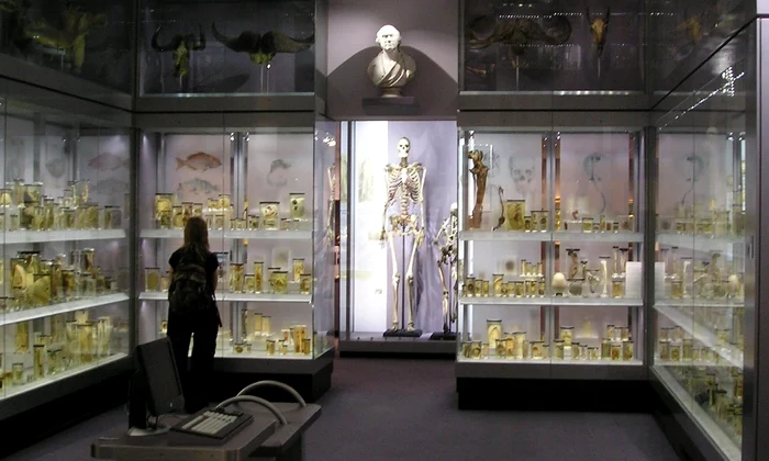 Scheletul lui Charles Byrne, cunoscut și ca „uriașul irlandez”, expus anterior la Hunterian Museum din Londra (foto: StoneColdCrazy / Wikimedia Commons)